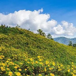 禺农 | 野菊花开在山岗上