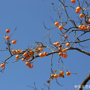 诗歌：蛋黄是缩小了的太阳（二首）