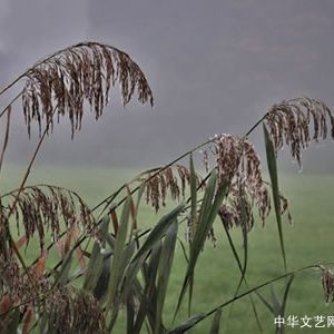 诗歌：我要轻剪雨丝煮云烟