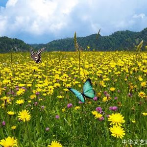 袁明忠 | 迎新春·福泽锦茵地