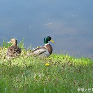 【古诗词】归自谣·癸卯立春日