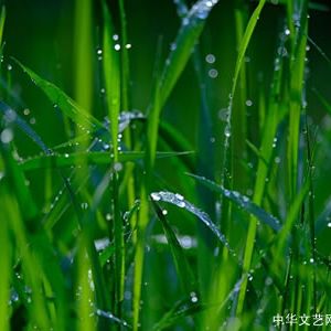 黑枣 | 我希望这场春雨是真的