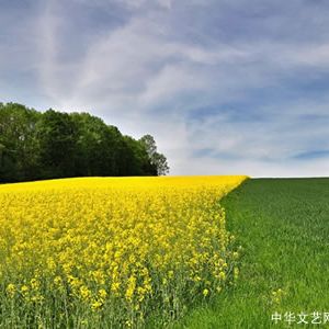 戴仁毅 | 她也曾想到春天开花（外一首）