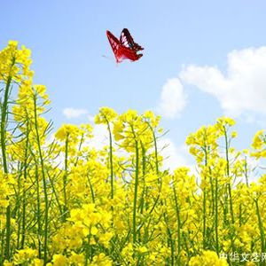 中英对照 |  她也曾想到春天开花（外一首）