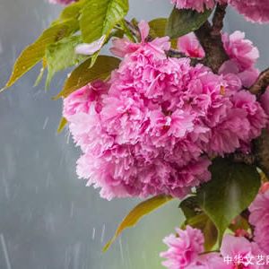 散文诗：樱雨花泪