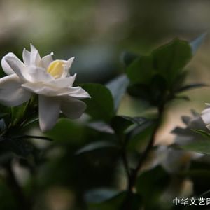 散文：故园栀香梦悠悠