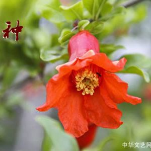 诗歌：芒种