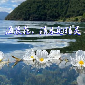 朱大建：海菜花，清水的精灵