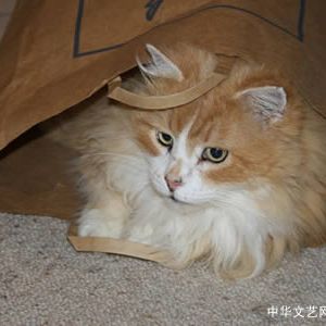 散文：老李的猫 （贞佶）