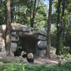 杨克：碧峰峡熊猫基地