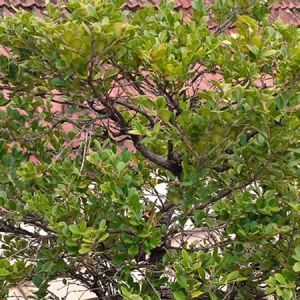 田永昌 | 一个诗人的养花手记(68~70)