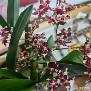 田永昌 | 一个诗人的养花手记(74~76)