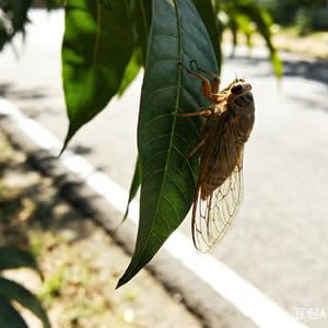 现代诗：三行微诗十首
