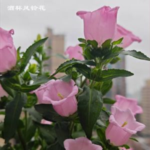 田永昌 | 一个诗人的养花手记(77~80)