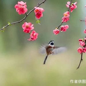 【古诗词】千秋岁·太平岁月